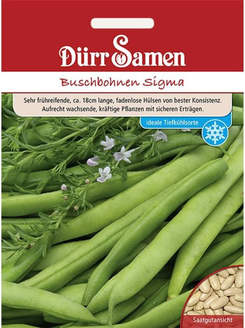 Dürr Sigma Buschbohnen Saatgut - Bild 1