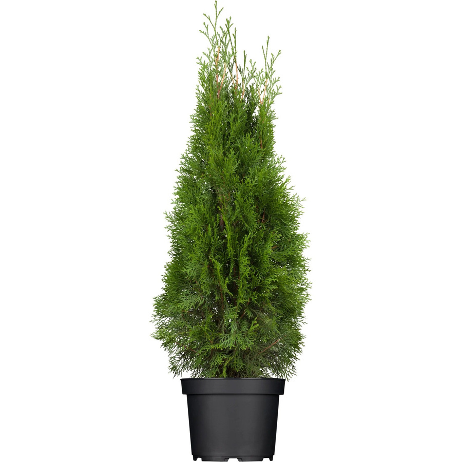 GROW by OBI Lebensbaum Smaragd Thuja occidentalis als Heckenpflanze, Höhe: 60 - 80 cm - Bild 2