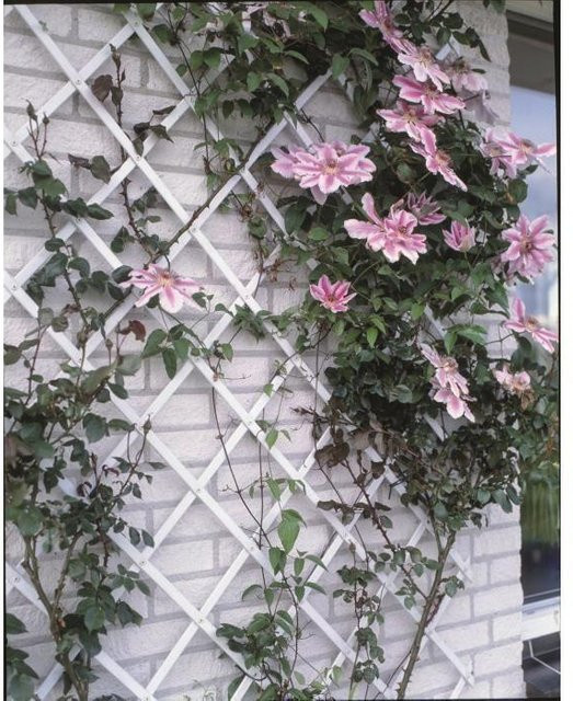 Nature Stretchgitter aus weißem Kunststoff für Kletterpflanzen B: 50 cm, H: 150 cm - Bild 1